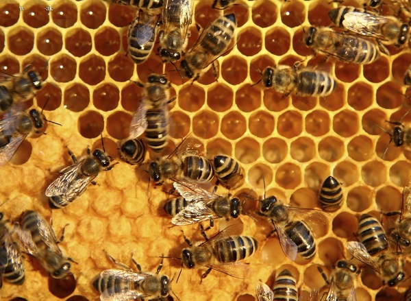 راه های کنترل بچه دهی در زنبور عسل